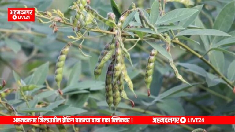 Ahmednagar News