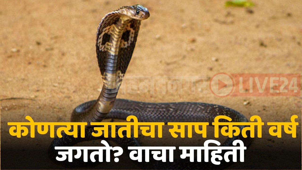 snake information