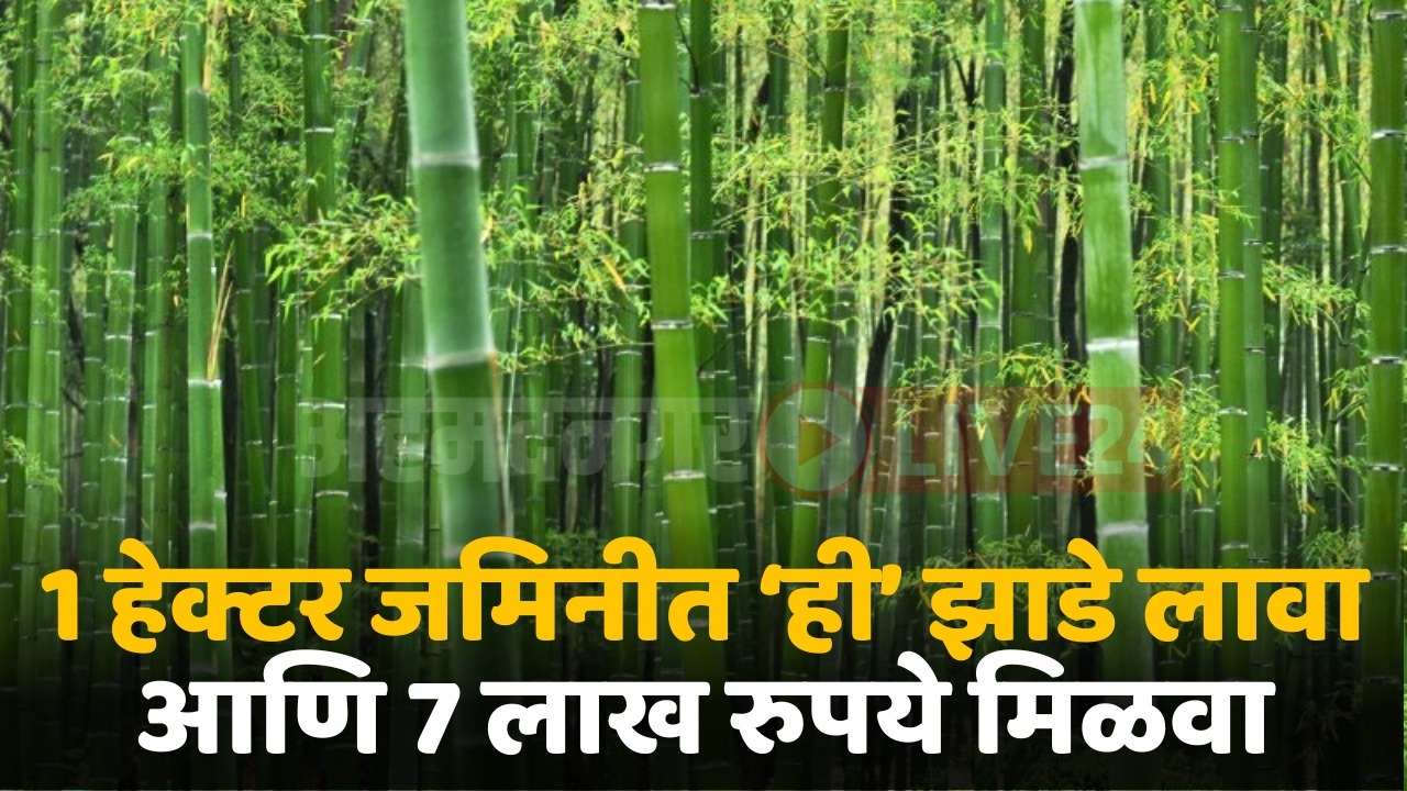 subsidy on bamboo cultivation