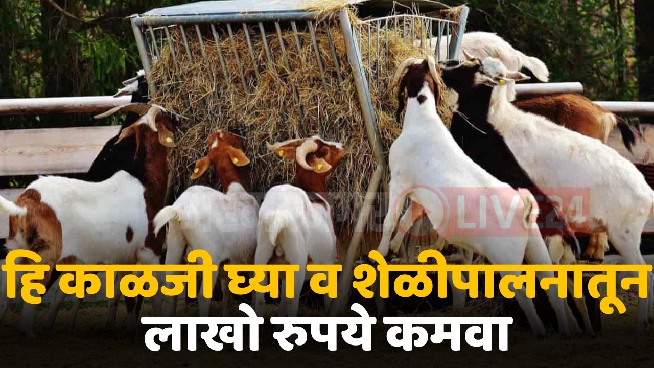 goat rearing