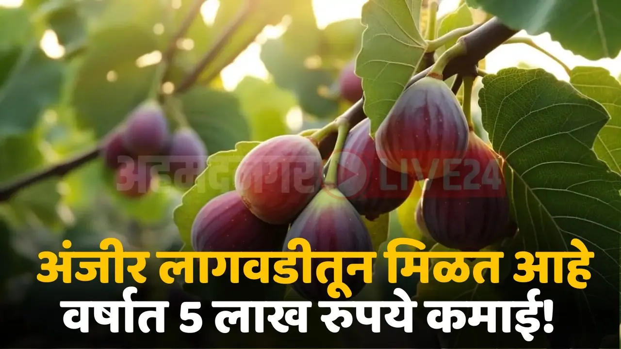 fig cultivation