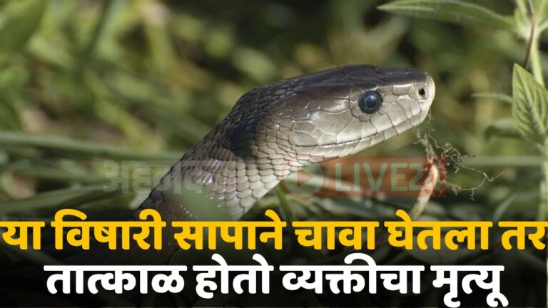 poisonous snake species