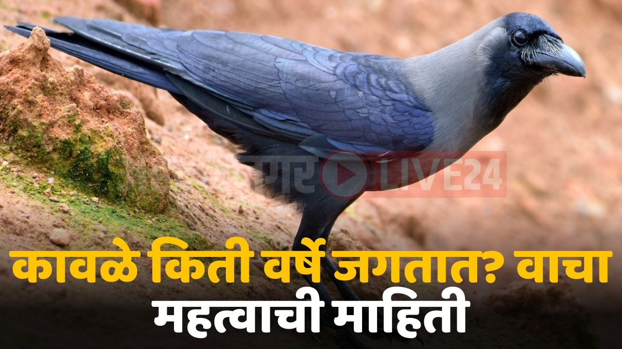 intresting facts of crow bird