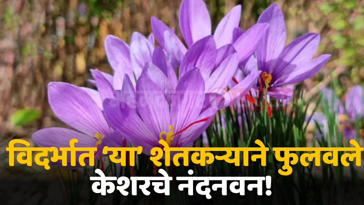 saffron farming