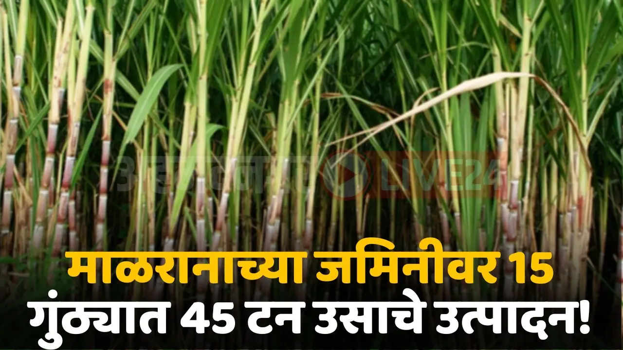 sugercane farming