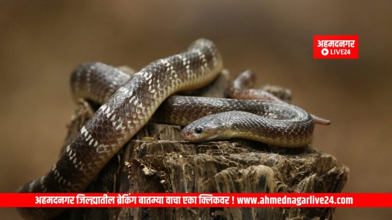 Snake Viral News