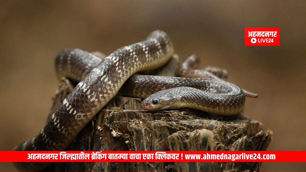 Snake Viral News