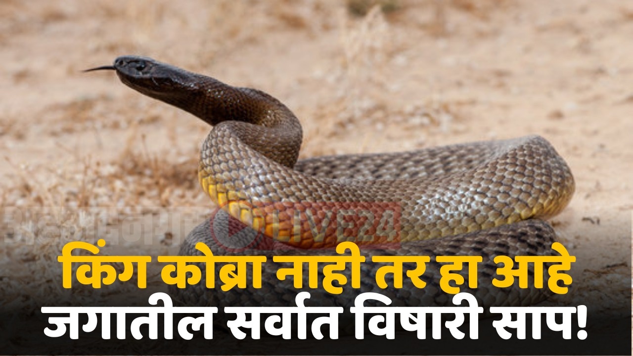 inland taipan snake