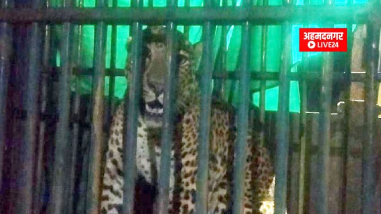 Ahmednagar Leopard