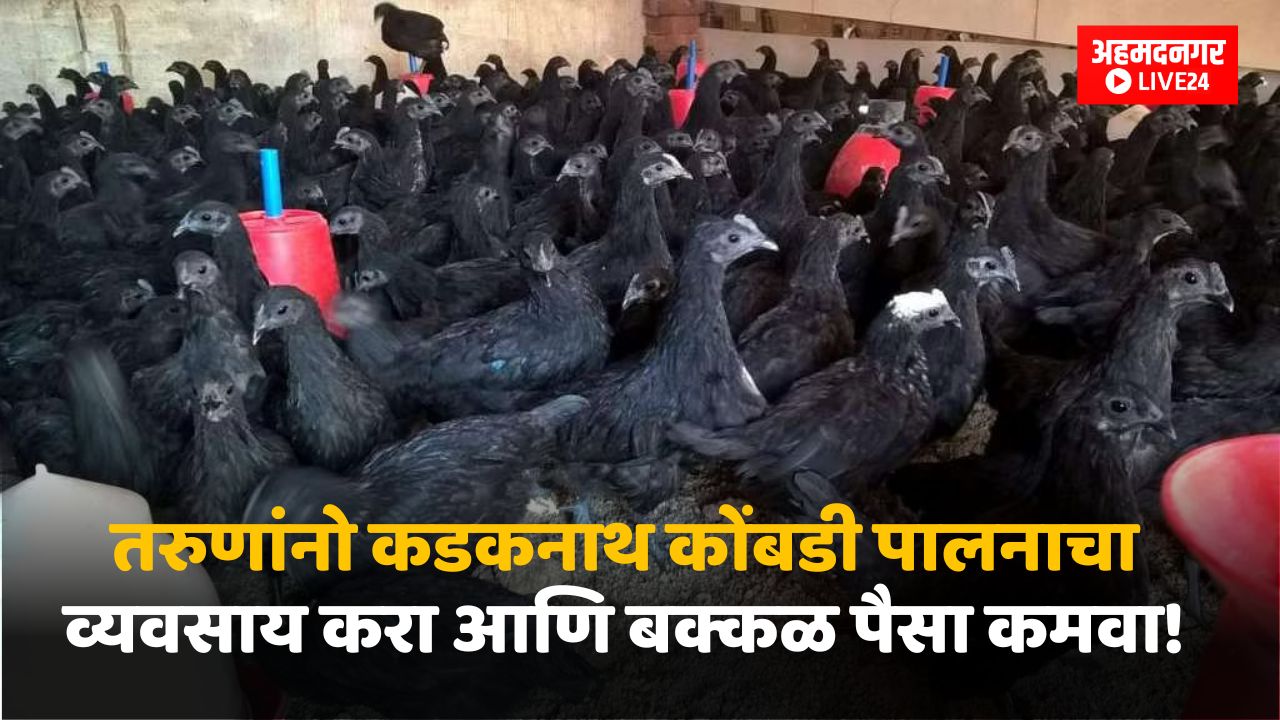 Kadaknath Chicken Farming