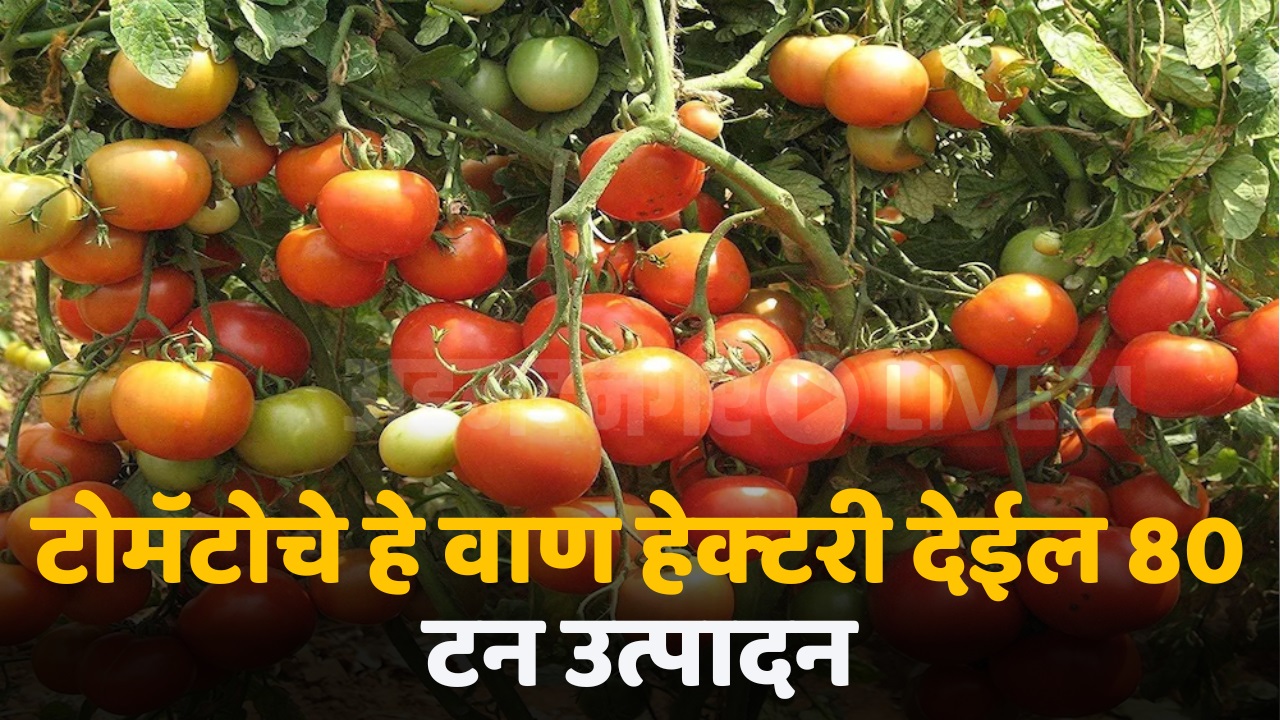 arka rakshak tomato varieties