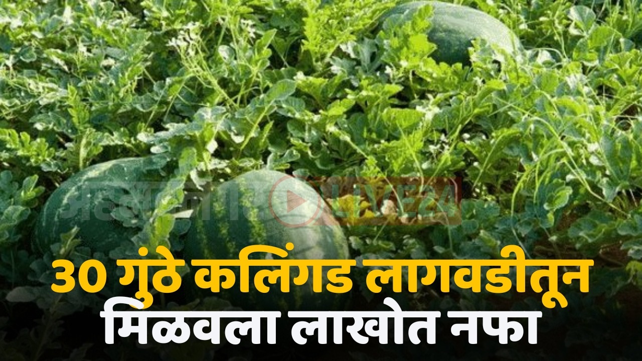 watermelon crop