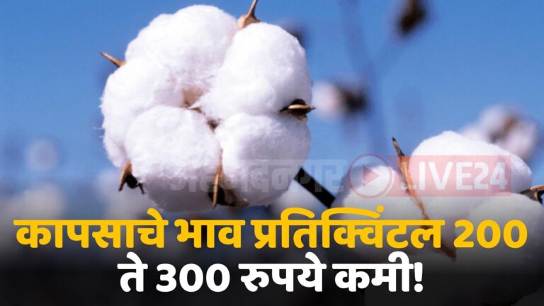 cotton market rate