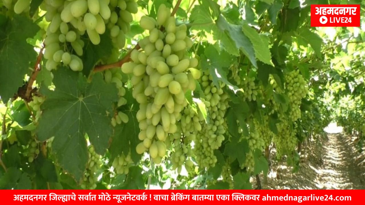 grape farming