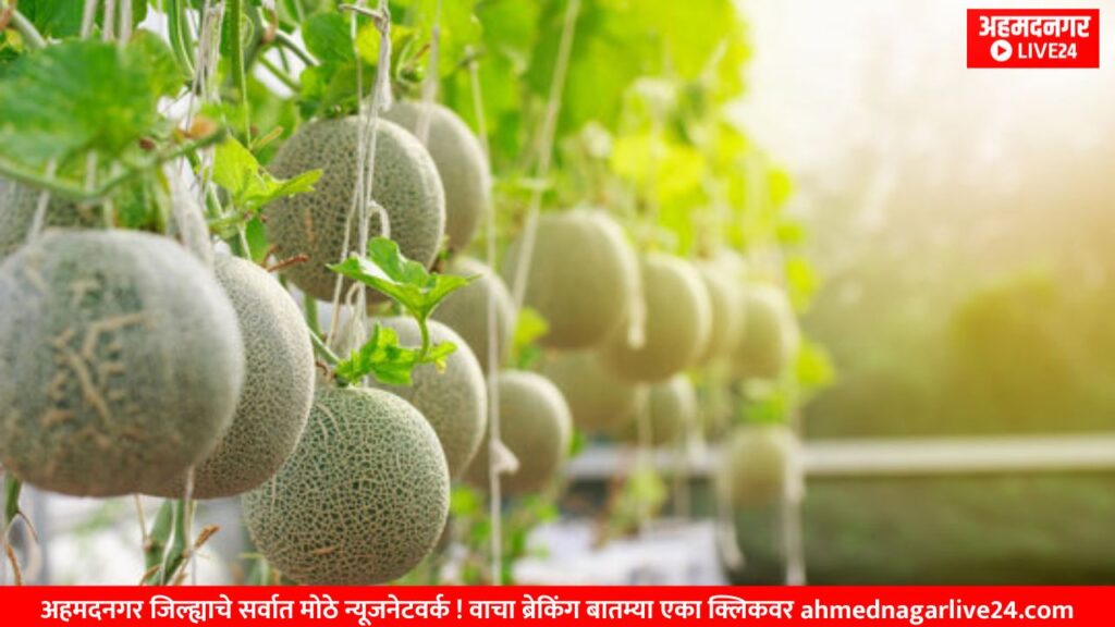 Melon farming