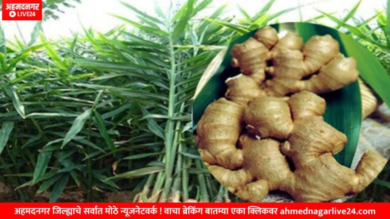 Ginger farming