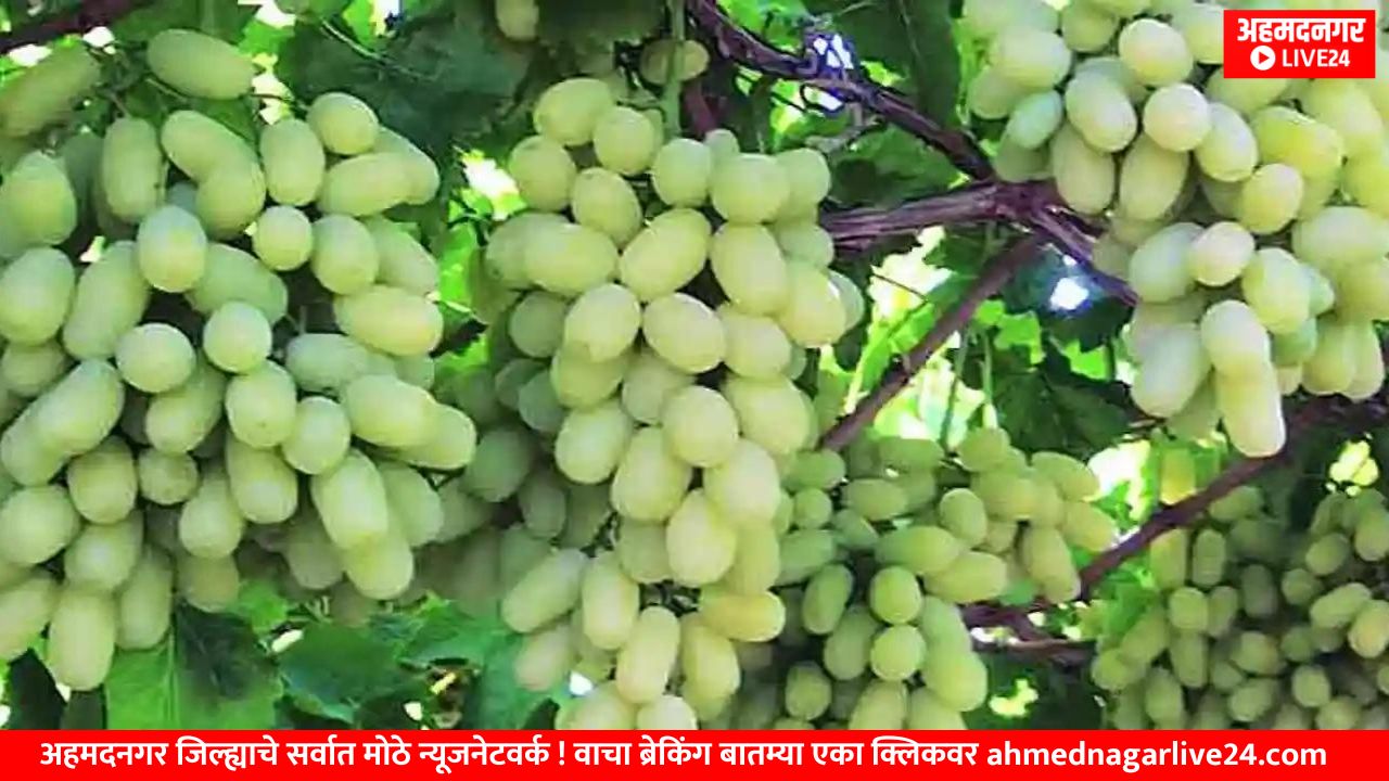 Grape cultivation