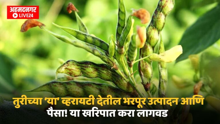 Tur Crop Variety