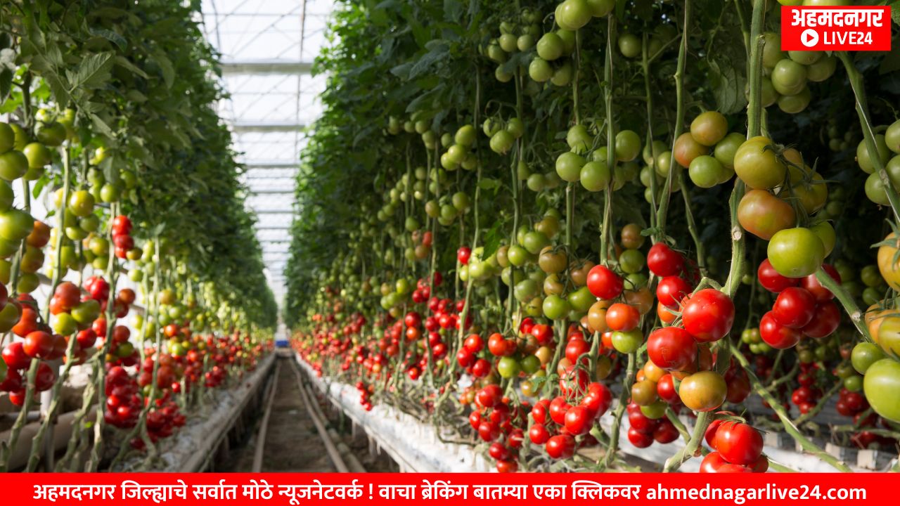 tomato farming