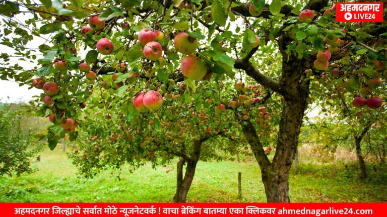 apple farming