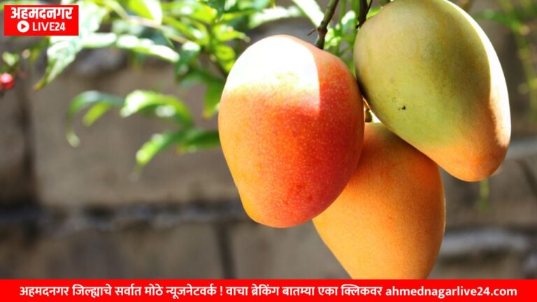 Saffron mango