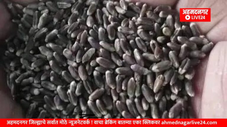 Black Wheat