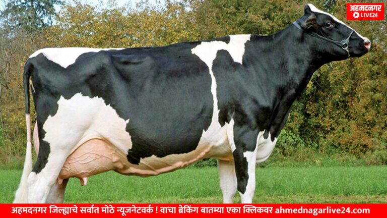 cow marcket
