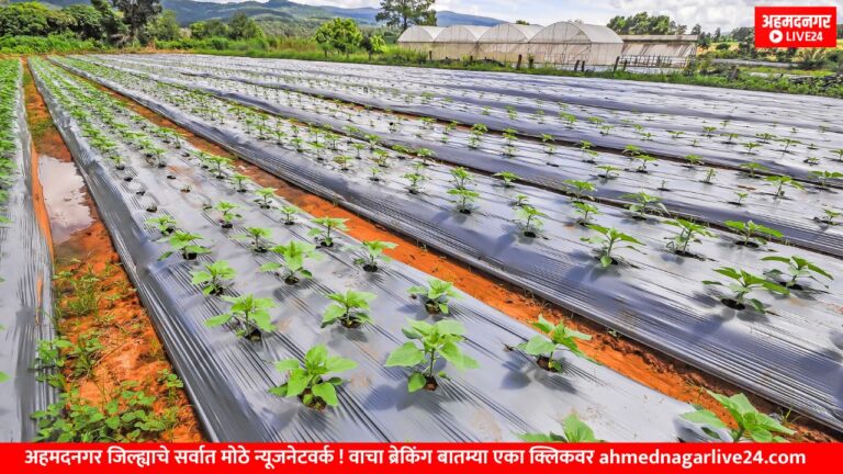 brinjal farming