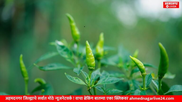 chilli farming