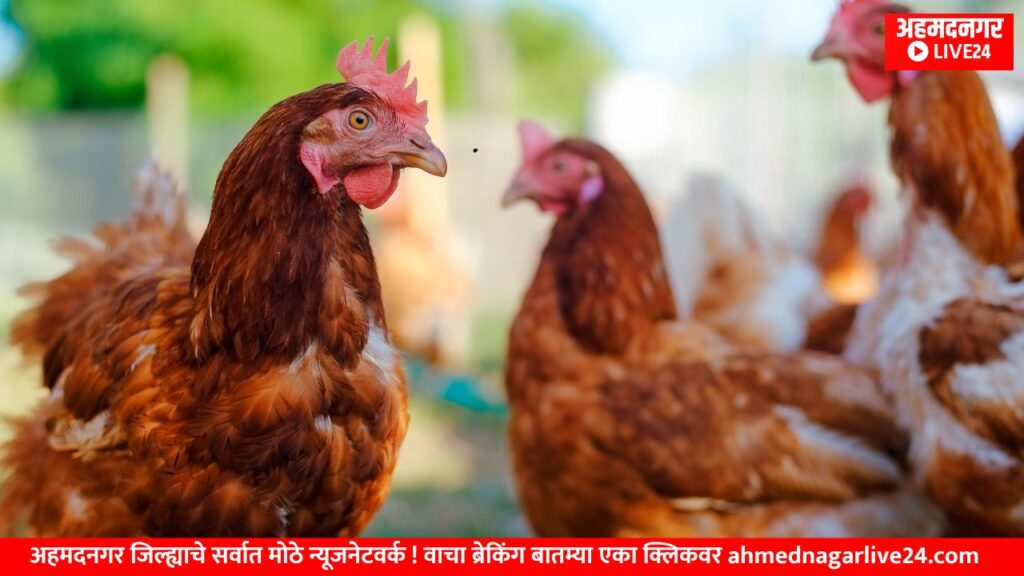 poultry business
