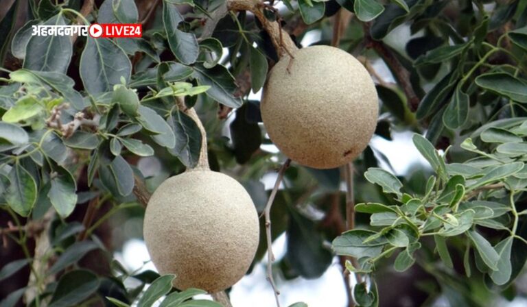 Benefit Of Elephant Apple