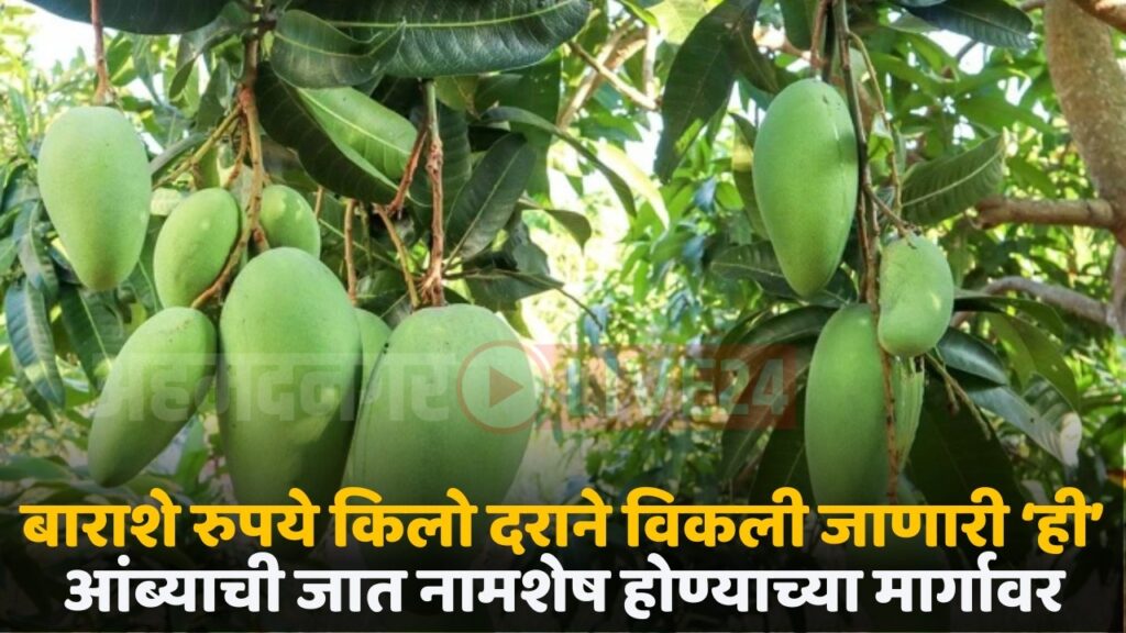 noorjahan mango
