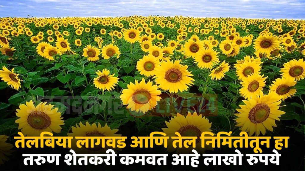 sunflower crop