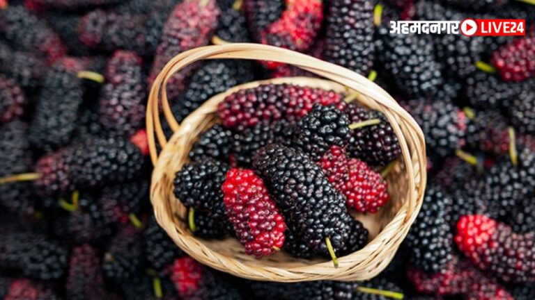 Mulberry