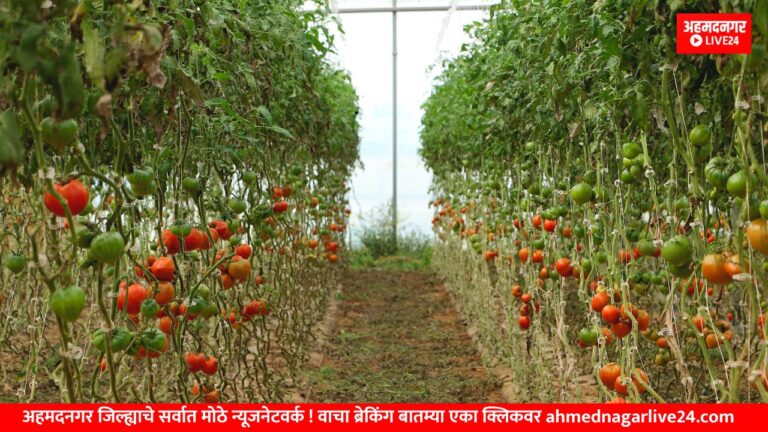 tomato farm