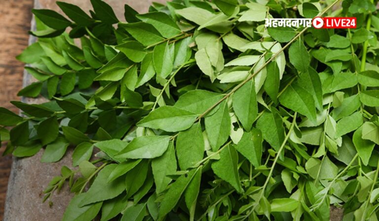 Benefits of Curry Leaves