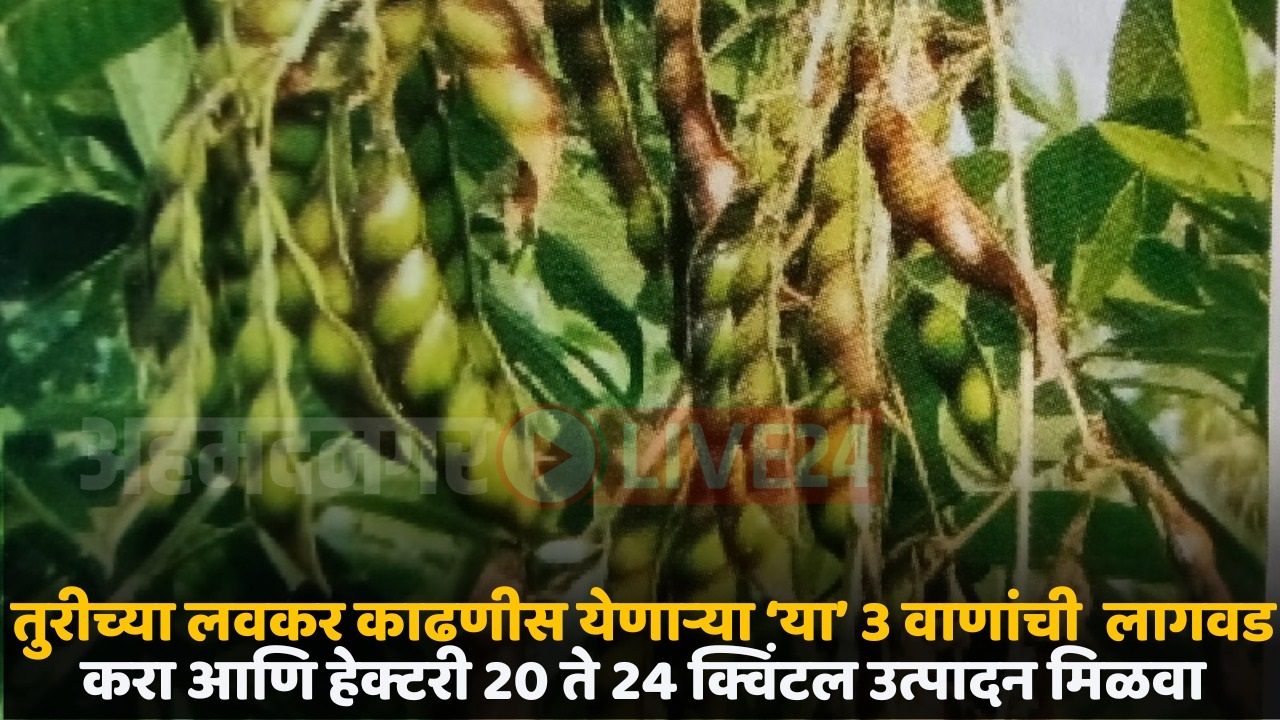 tur variety