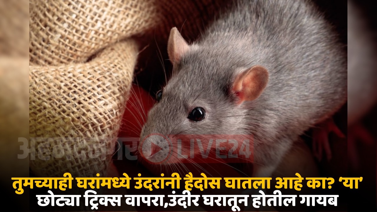 rat