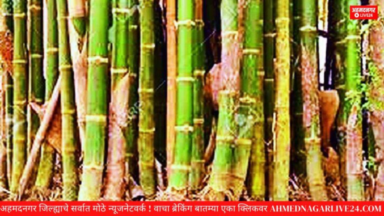atal bambo