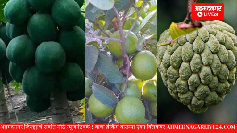 nishr fal sheti