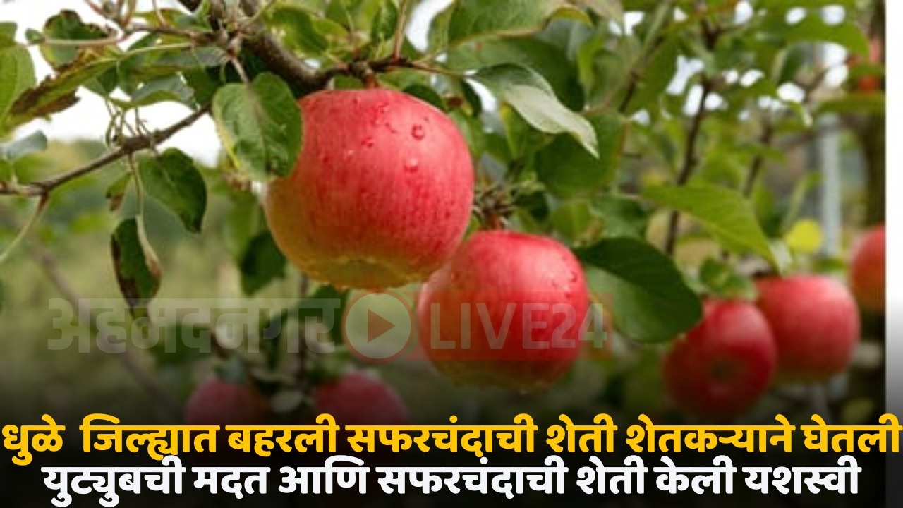 apple crop