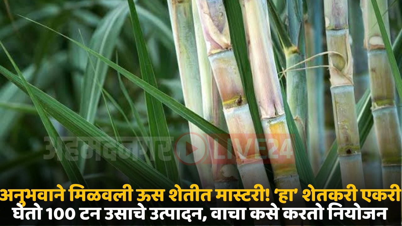 sugarcane farming