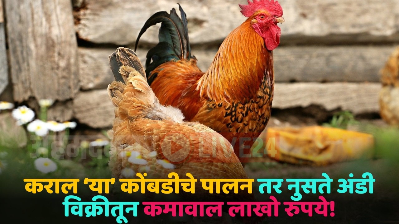 zaarsim chicken breed