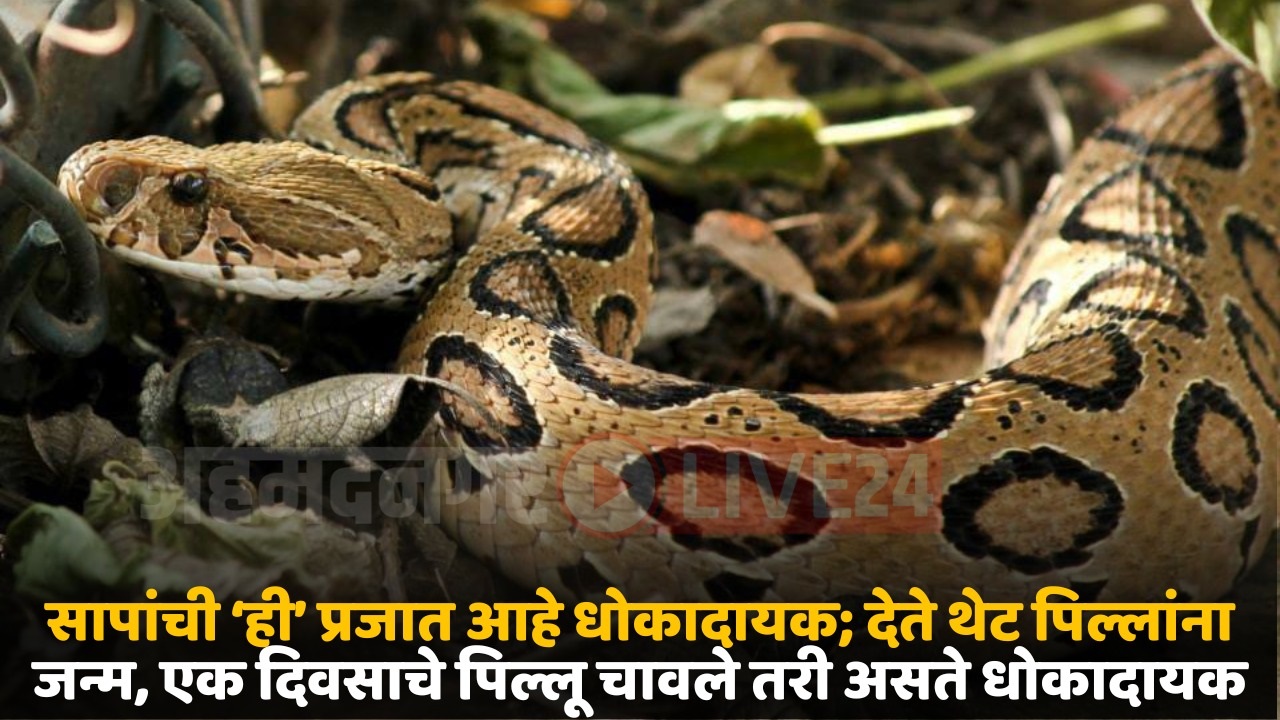 russel wiper snake
