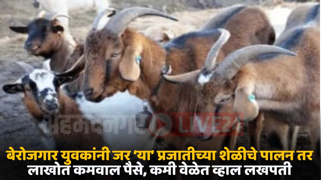 sonpari goat