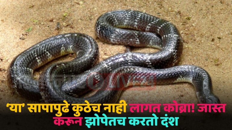 manyaar snake