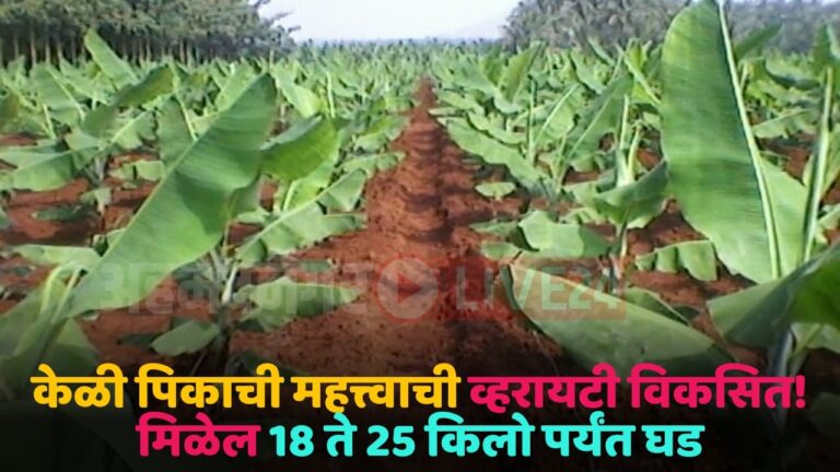 banana crop