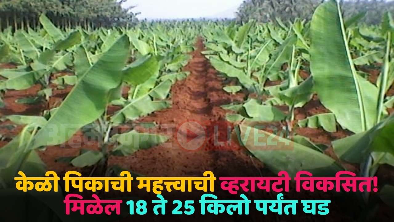 banana crop