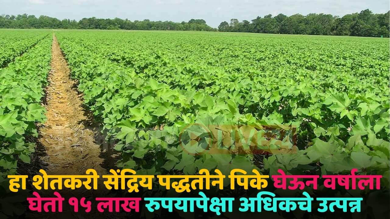 cotton crop