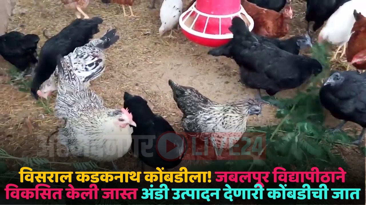 narmada nidhi chicken breed